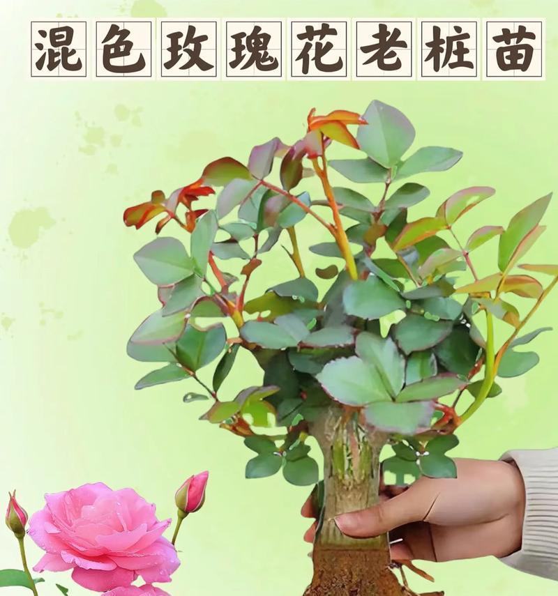 哪些玫瑰花品种既好养又容易活？选择玫瑰花品种的建议是什么？