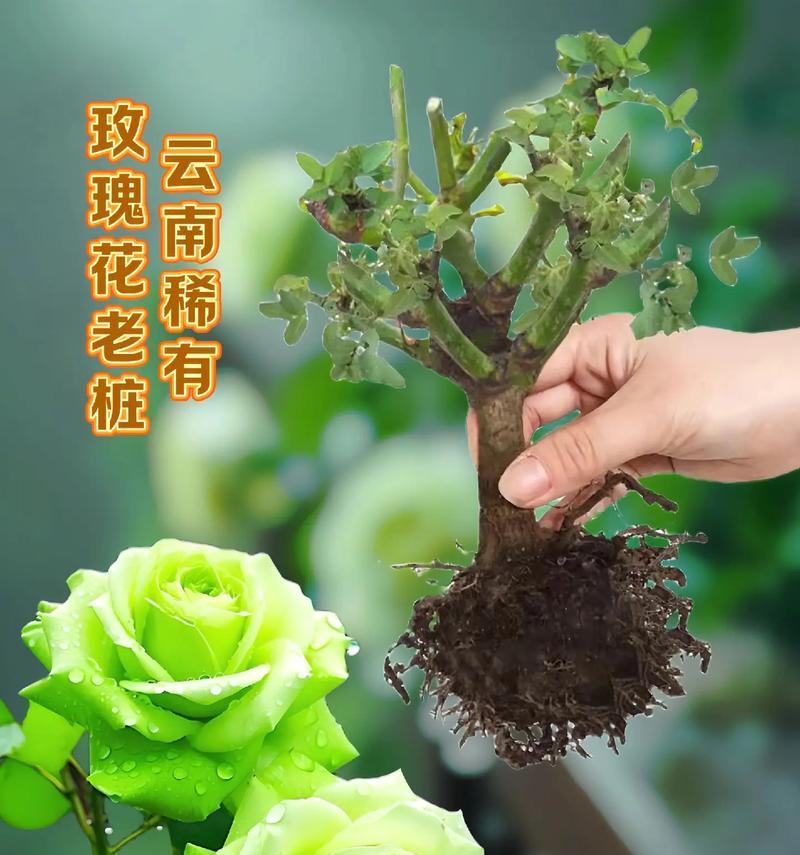 哪些玫瑰花品种既好养又容易活？选择玫瑰花品种的建议是什么？