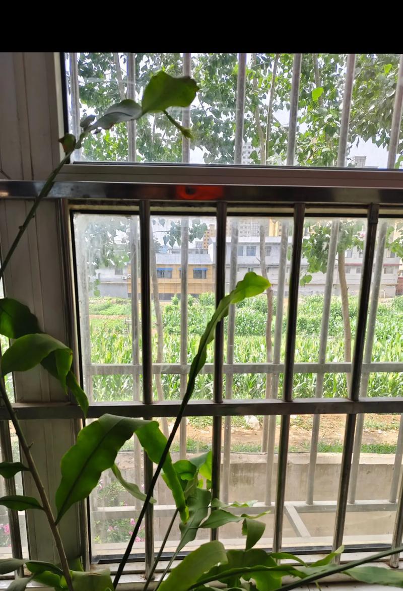 被遗弃的花有什么花语？遗弃的花代表什么？