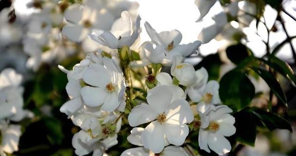 被遗弃的花有什么花语？遗弃的花代表什么？
