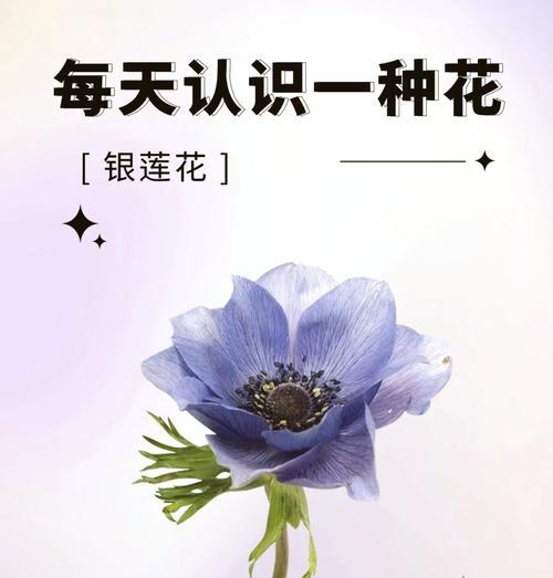 被遗弃的花有什么花语？遗弃的花代表什么？