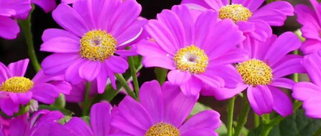 春节迎春的花语是什么？这些花如何表达节日的喜悦？