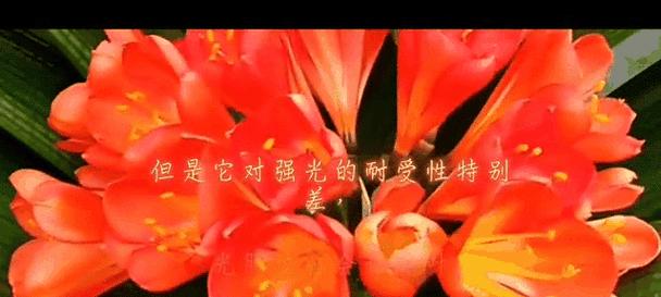 君子兰开花时芽子发黄是什么原因？