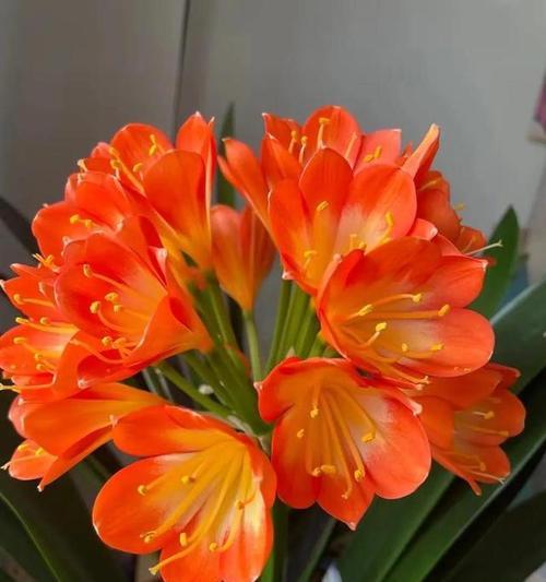 君子兰开花时芽子发黄是什么原因？