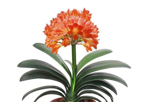 君子兰金龙牙的开花秘诀是什么？如何进行日常管理？