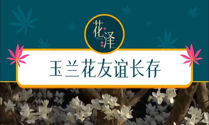玉兰花的花语有哪些？