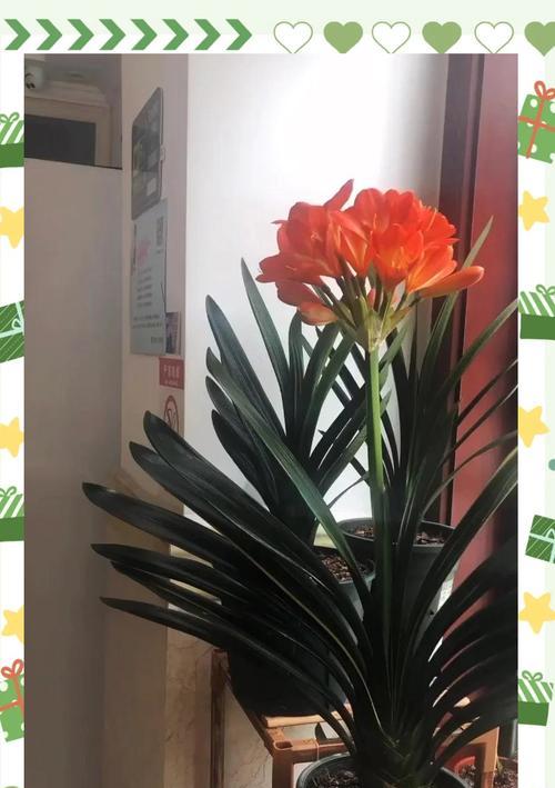 君子兰金龙牙的开花秘诀是什么？如何进行日常管理？