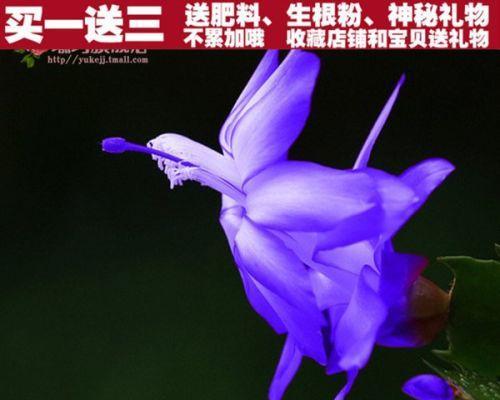 紫色玫瑰花小盆栽的养护要点是什么？