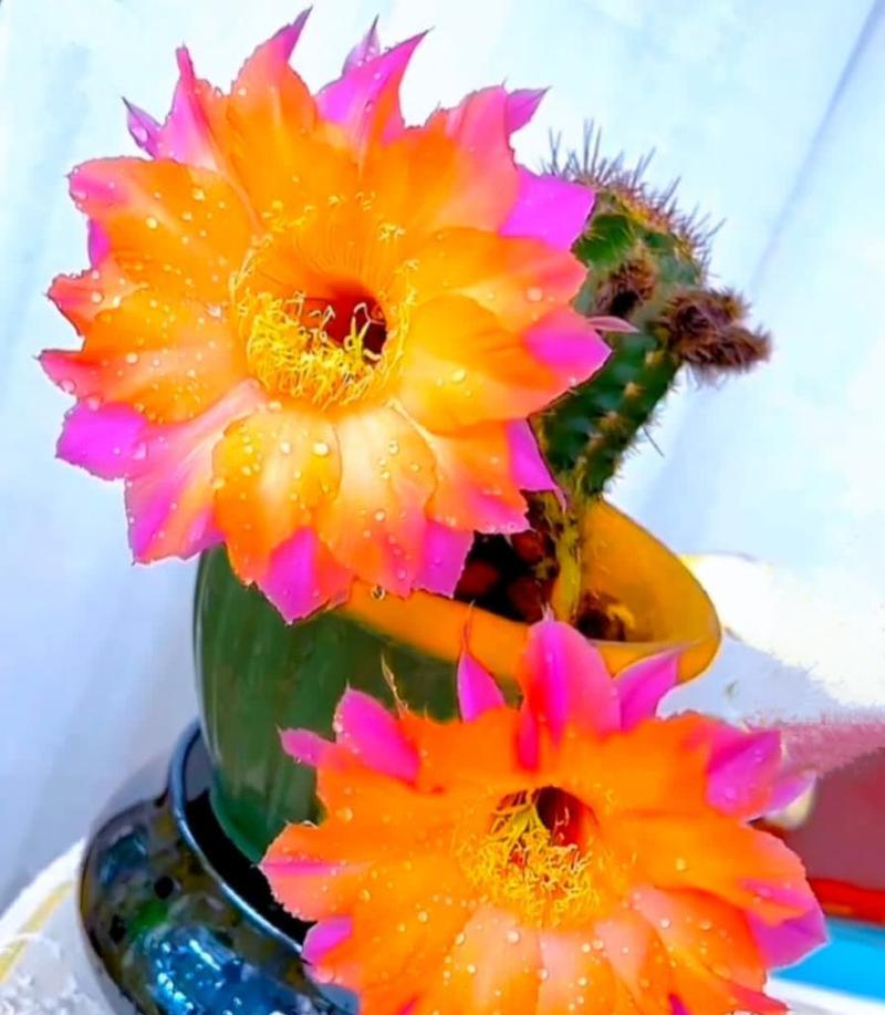 仙人球的花语是什么？仙人掌类植物的花语有何独特之处？