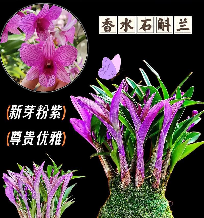 石斛兰香水所代表的花语含义是什么？