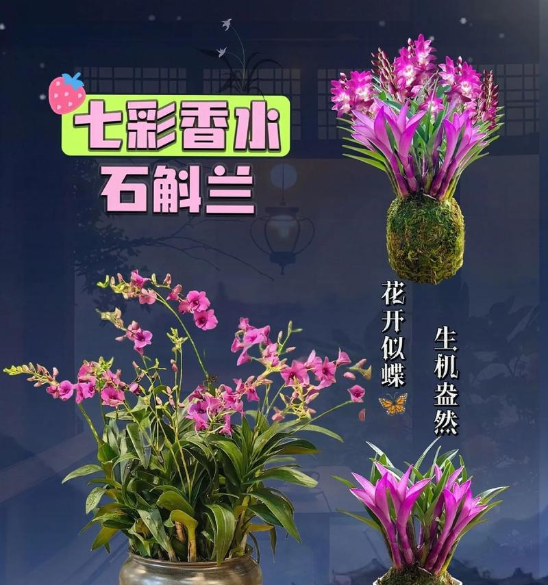 石斛兰香水所代表的花语含义是什么？