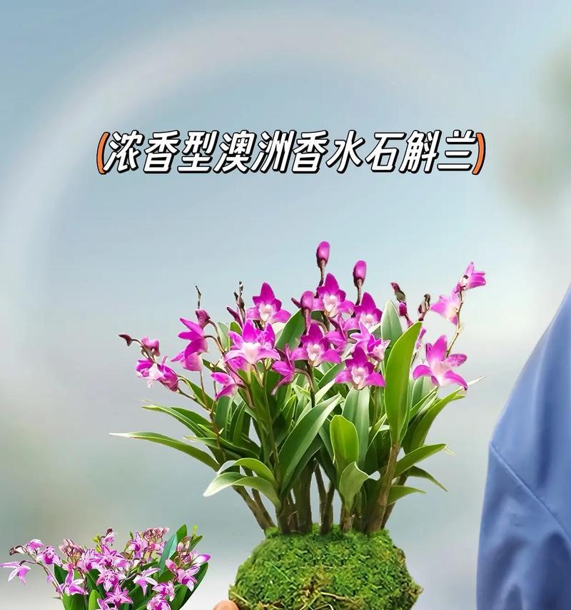 石斛兰香水所代表的花语含义是什么？