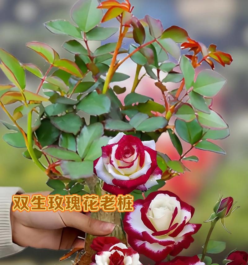 玫瑰花用花棵种植的方法是什么？