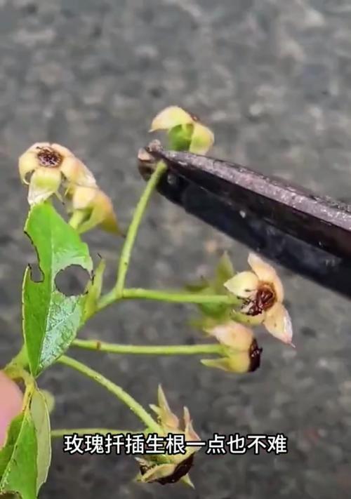 大号玫瑰花扦插方法是什么？