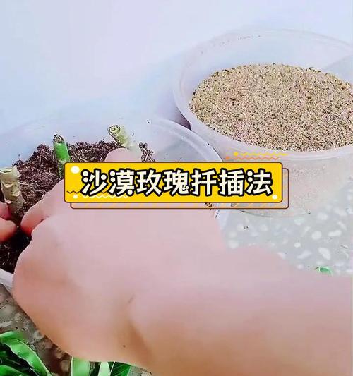大号玫瑰花扦插方法是什么？