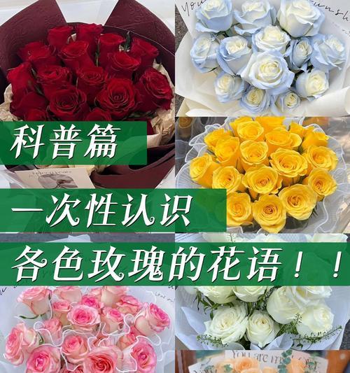 见面时送哪种颜色的玫瑰花最合适？