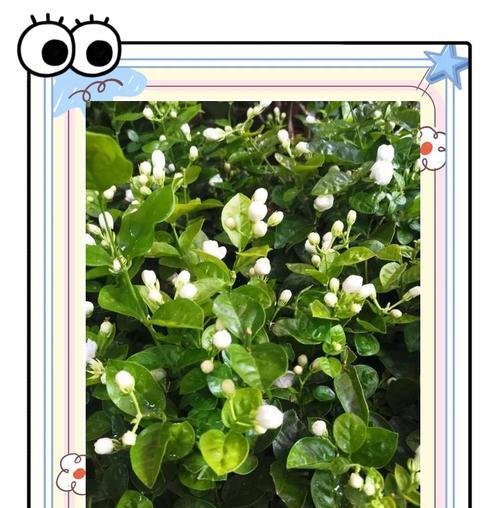 白茉莉的花语有何含义？代表什么？