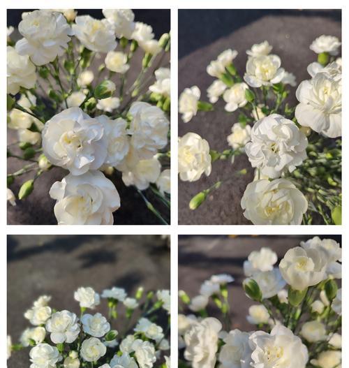 白茉莉的花语有何含义？代表什么？