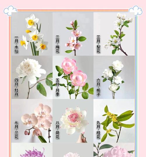 十二星座双鱼花语代表什么含义？