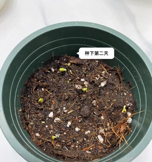 大凤仙仙人掌的种植方法有哪些？