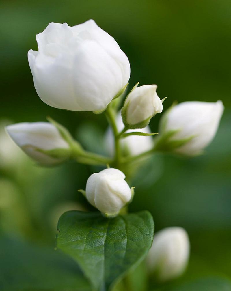 青栀子花语代表什么？如何用青栀子花语表达祝福？