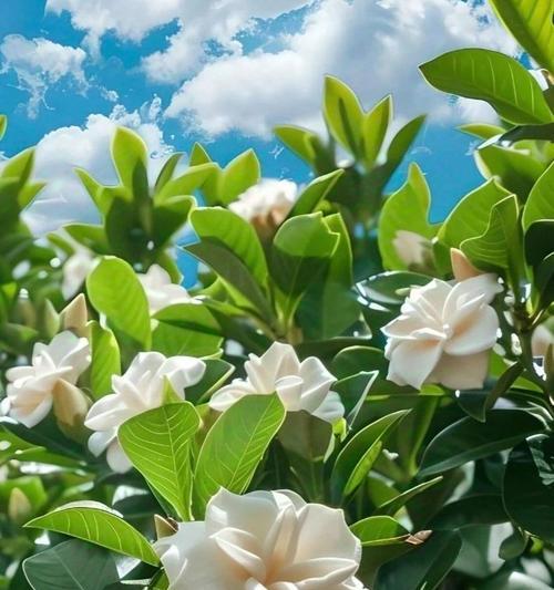 青栀子花语代表什么？如何用青栀子花语表达祝福？
