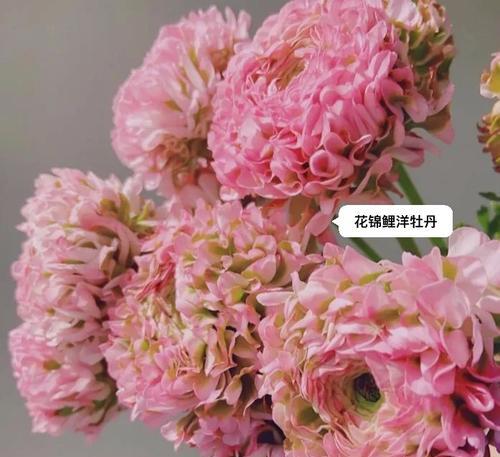 五叶花瓣牡丹花的养护技巧是什么？