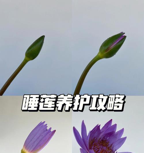 五叶花瓣牡丹花的养护技巧是什么？