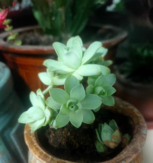 不平坦的地块如何种植玫瑰花？种植玫瑰花时如何处理地面不平的问题？