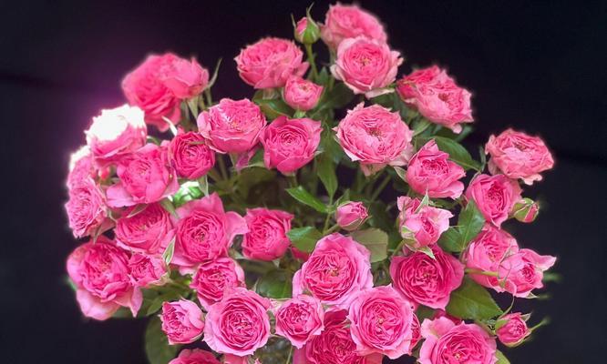 苏菲宝贝玫瑰花的养护方法是什么？如何保持其生长？