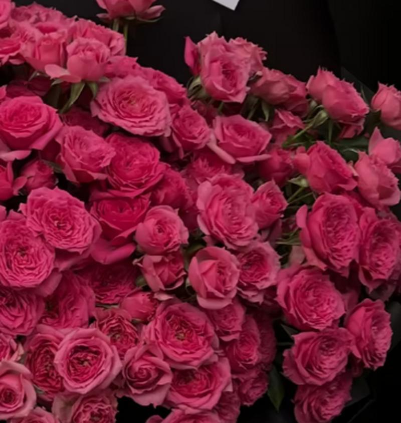 苏菲宝贝玫瑰花的养护方法是什么？如何保持其生长？
