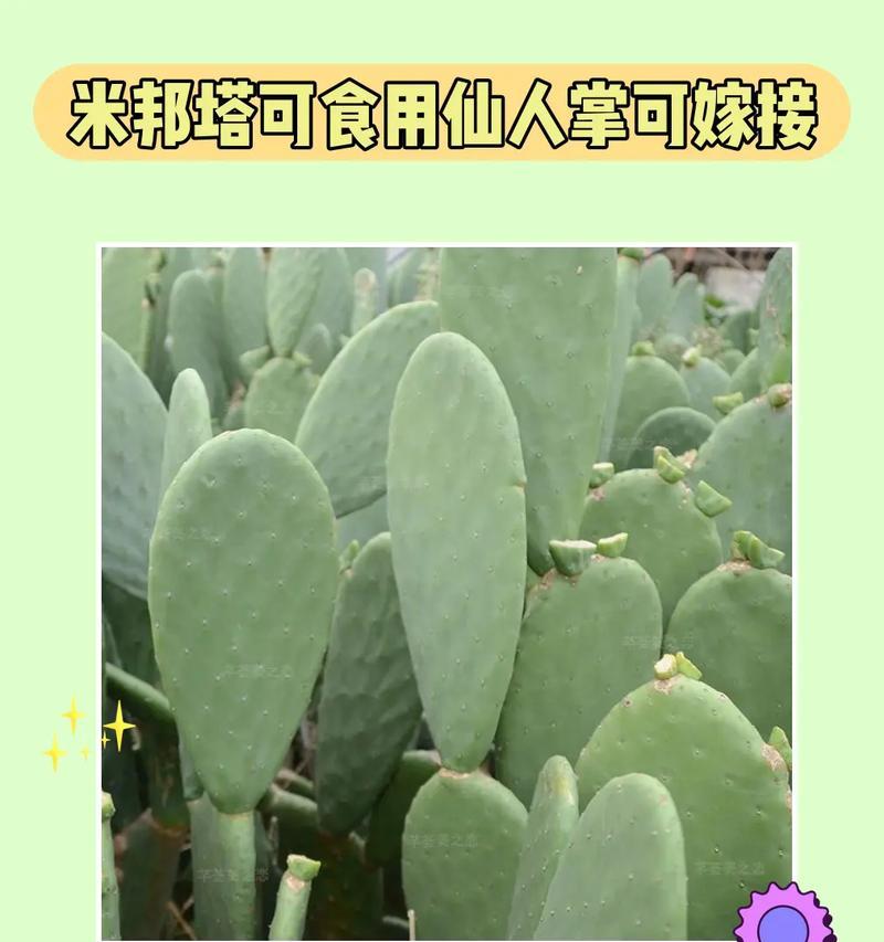 仙人掌种植的正确步骤有哪些？