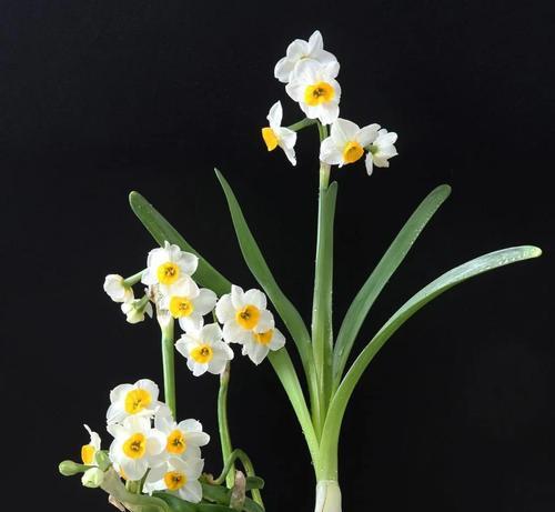 水仙的花语代表了什么？水仙花象征着哪些特质？