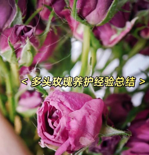 玫瑰花插紧凑枝条的方法是什么？如何插出美观的玫瑰花枝条？