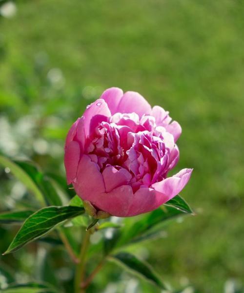 牡丹花可以用兔粪吗？使用兔粪养牡丹花的正确方法是什么？