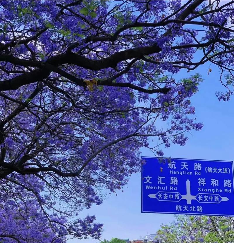 蓝花楹的花语有哪些特别含义？