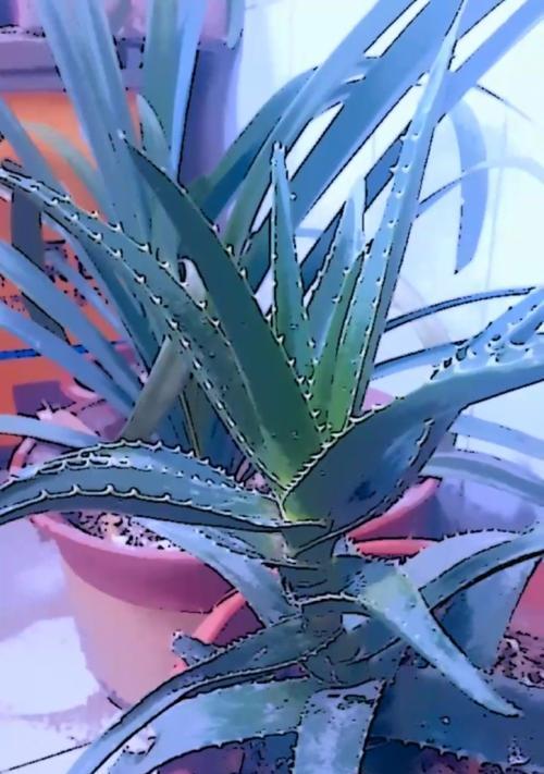 君子兰用芦荟汁养护的效果如何？