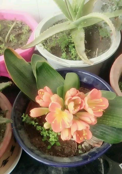 君子兰用芦荟汁养护的效果如何？