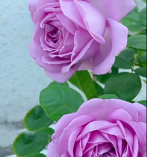 紫色巨型玫瑰花代表什么？这种玫瑰花的寓意是什么？