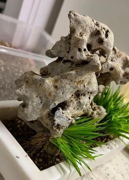 石头仙人球盆栽的养护难度和方法是什么？