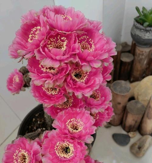 仙人球需要遮阳吗？不开花是什么原因？