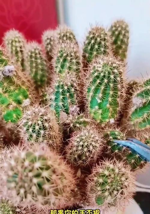 仙人球需要遮阳吗？不开花是什么原因？