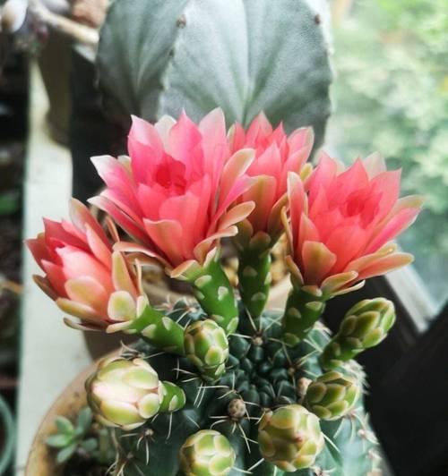 仙人球需要遮阳吗？不开花是什么原因？