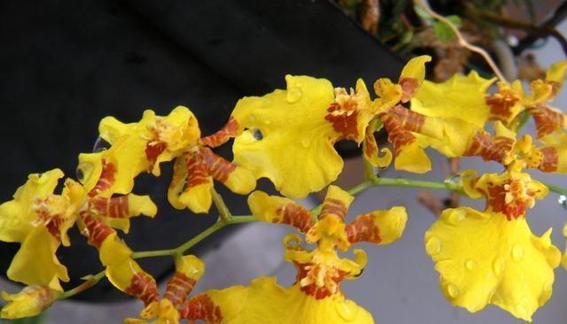 永远的暗恋花语代表哪种花？