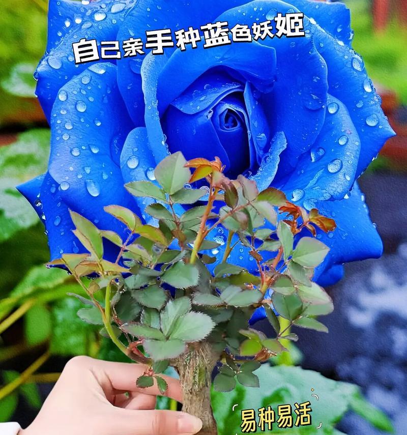 蓝色玫瑰花的养护技巧是什么？如何保持其颜色鲜艳？