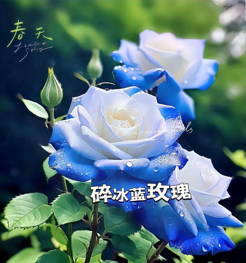 蓝色玫瑰花的养护技巧是什么？如何保持其颜色鲜艳？