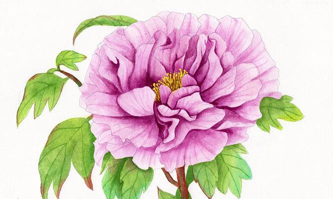 牡丹花插花技巧有哪些？