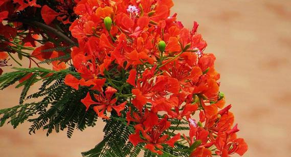凤凰花的花语和象征是什么？这种花有何特别之处？