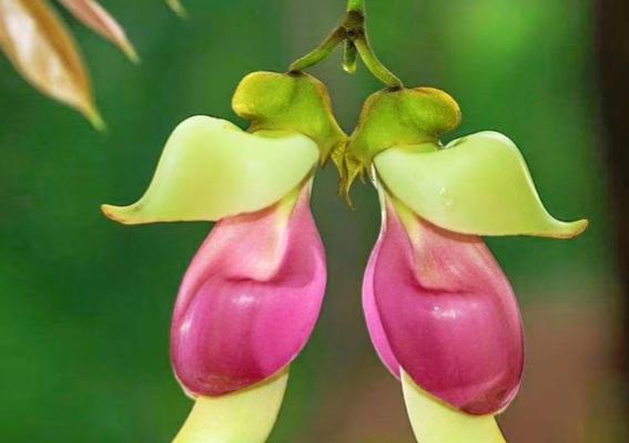 稻谷花语是什么意思网络用语？稻谷在花语中象征着什么？