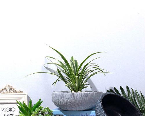 一次性碗制作仙人球花盆的方法是什么？